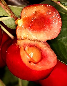 Fruit of the Cherry